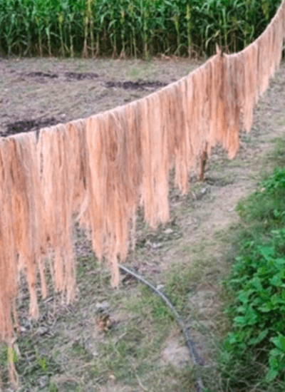 Banana fiber extraction by eco-friendly retting process